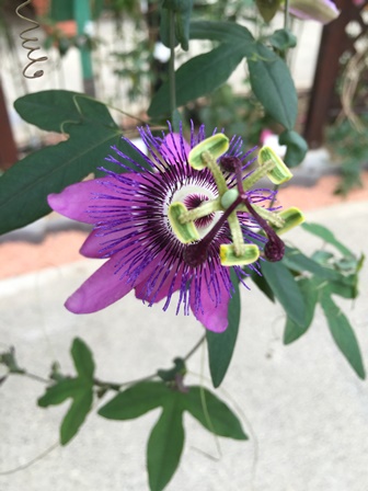 �����R�U