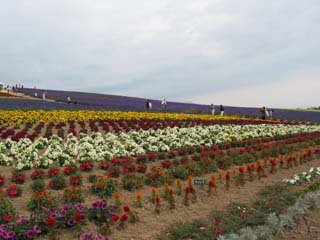 ����̃t�@�[���Q