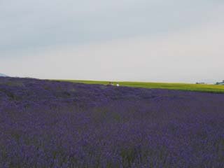 ����̃t�@�[���S