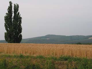 �P���ƃ����[�̖؂P