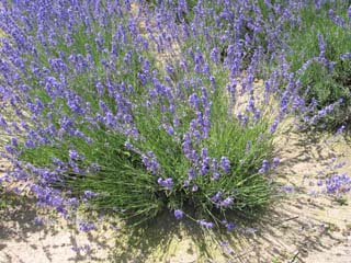 ���x���_�[