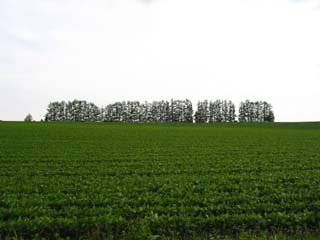 �}�C���h�Z�u���̋u