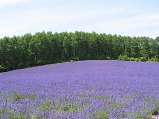 �x�ǖ샏�C���n�E�X�Q