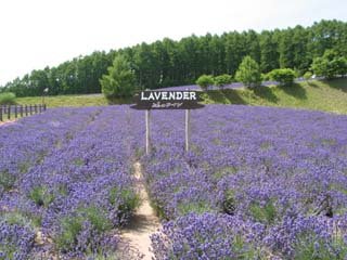 �x�ǖ샏�C���n�E�X�R