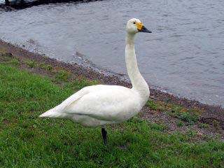 �N�b�`�����Q