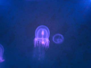 �I�z�[�c�N�^���[�V