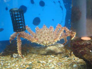 �I�z�[�c�N�^���[�W