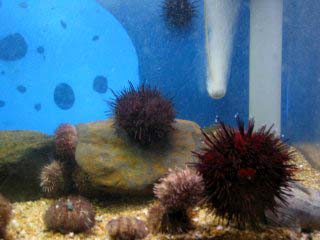 �I�z�[�c�N�^���[�X