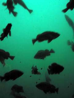 �I�z�[�c�N�^���[�T