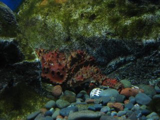 �R���L���G�Q