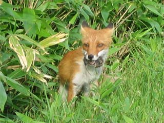 �m�����Q