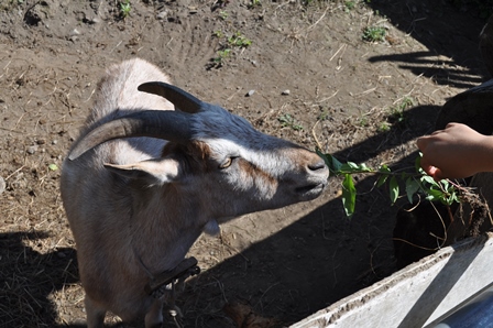 �k�C���Q�S