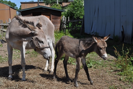 �k�C���Q�T