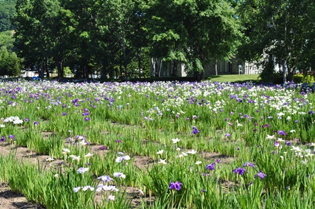 �k�C���Q�X