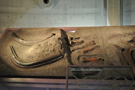 �k�C���R�Q