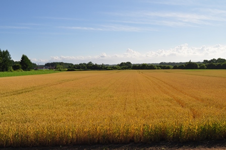 �k�C���R�U