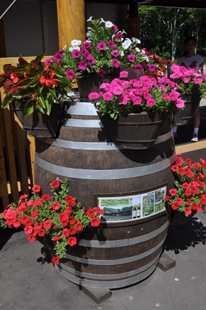 �k�C���Q�V