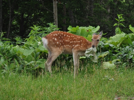 �k�C���R�S