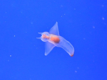 �k�C���P�T