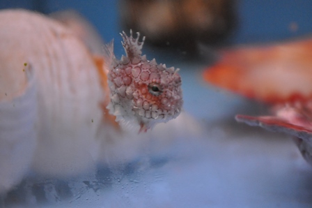 �k�C���P�U