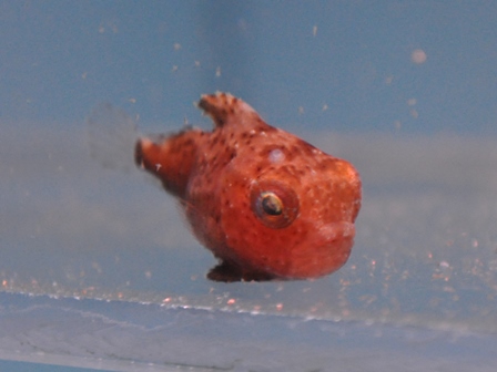 �k�C���P�V