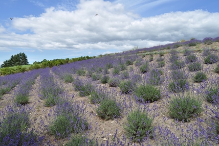 �k�C���Q�S