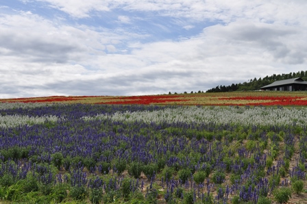 �k�C���Q�V