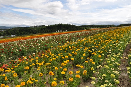 �k�C���Q�W