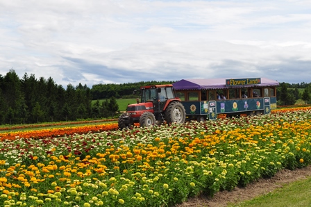 �k�C���Q�X