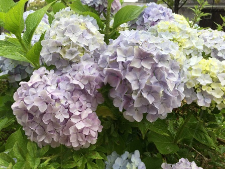 �k�C���R�T