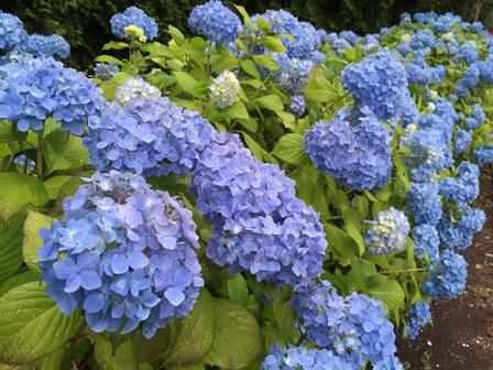 �k�C���V�O