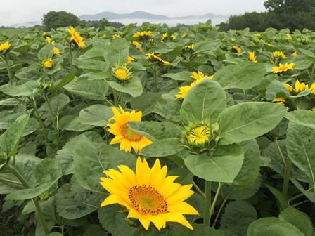 �k�C���V�U