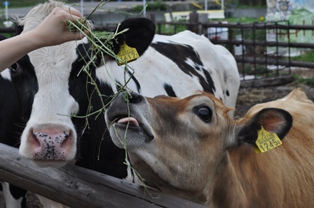 �k�C���V�W