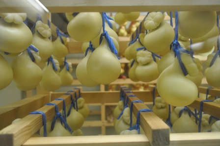 �k�C���T�S