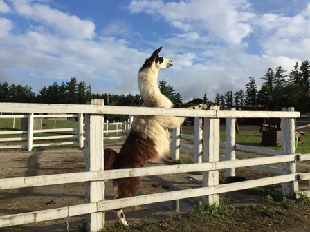 �k�C���T�T