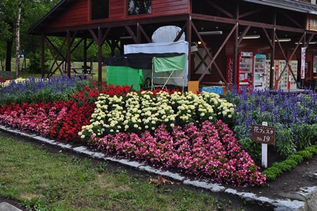 �k�C���T�X