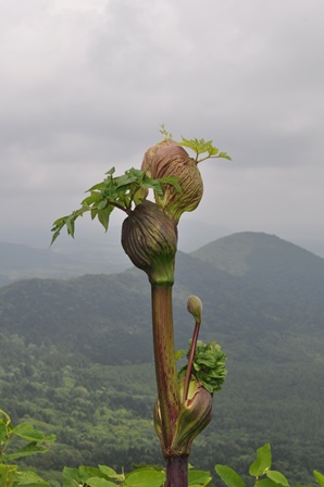 �k�C���P�U