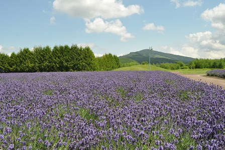 �k�C���P�W