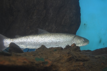 �k�C���Q�O