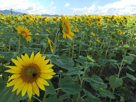 �k�C���Q�Q