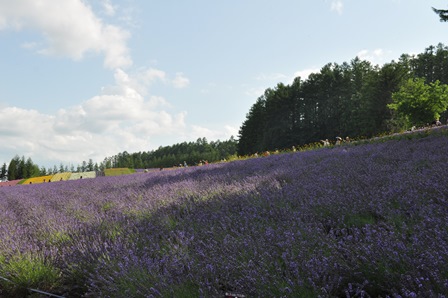 �k�C���Q�U