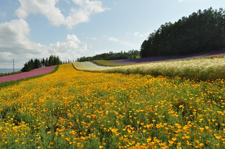 �k�C���Q�V