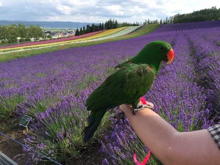 �k�C���Q�W