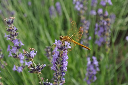 �k�C���Q�X