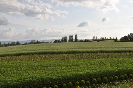 �k�C���R�V