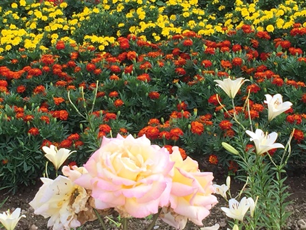 �k�C���R�W