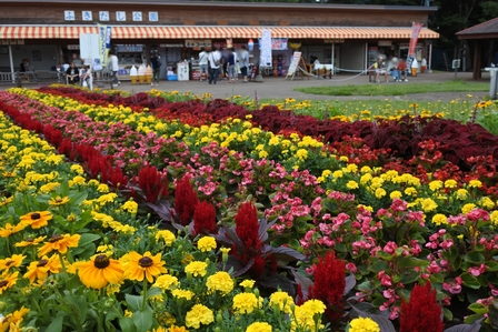 �k�C���R�R