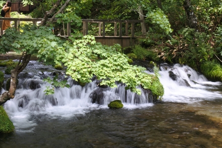 �k�C���S�Q