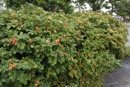 �k�C���T�T