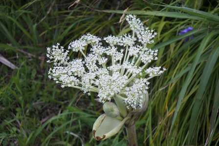 �k�C���U�T